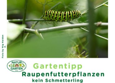 Raupenfutterpflanzen internationaler Nig Tag 2023