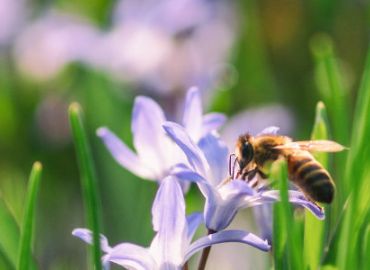 25 Jahre Natur im Garten NÖ wir gratulieren