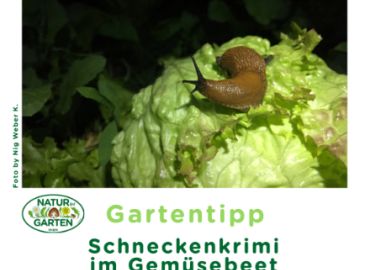 Schneckenkrimi im Gemüsebeet