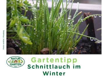 Schnittlauch am Winterspeiseplan