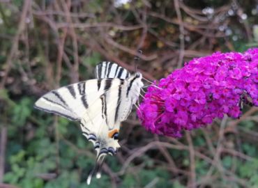 Schmetterlinge am internationalen Natur im Garten Tag 2023
