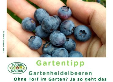 Gartenheidelbberen ohne Torf