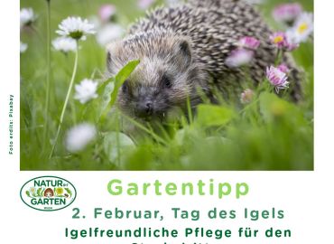 Igel